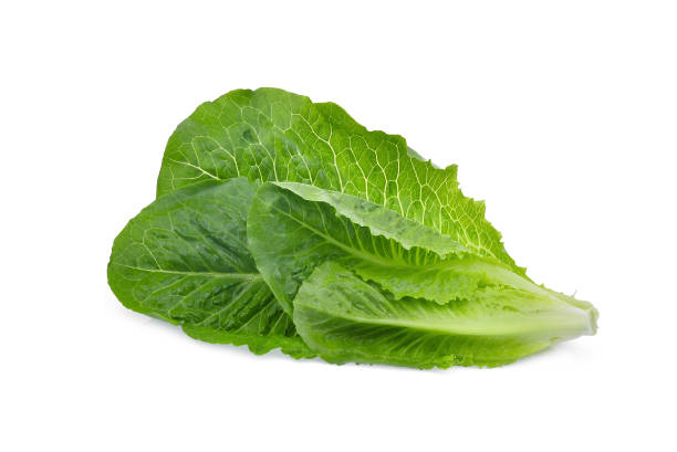 Lettuce